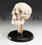 Budget Skull w/Cervical Vertebrae